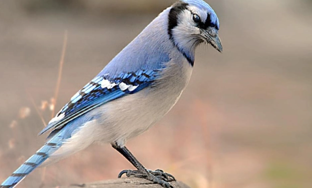 blue jay feather color