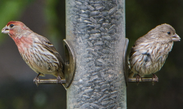 house finch female house finch female