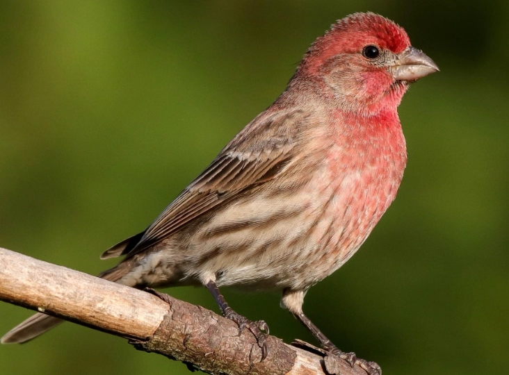 house finch spiritual meaning