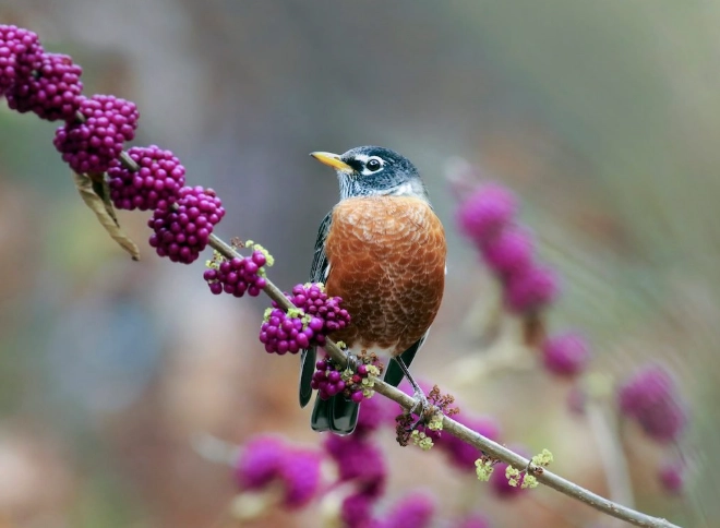 American Robin rarity