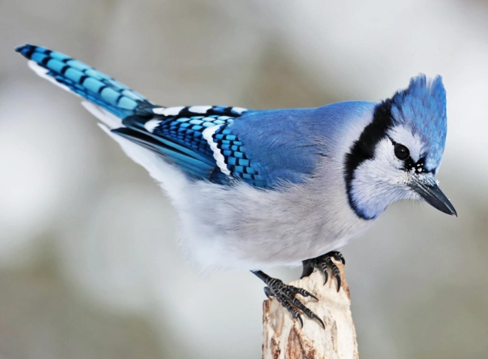 blue jay color meaning