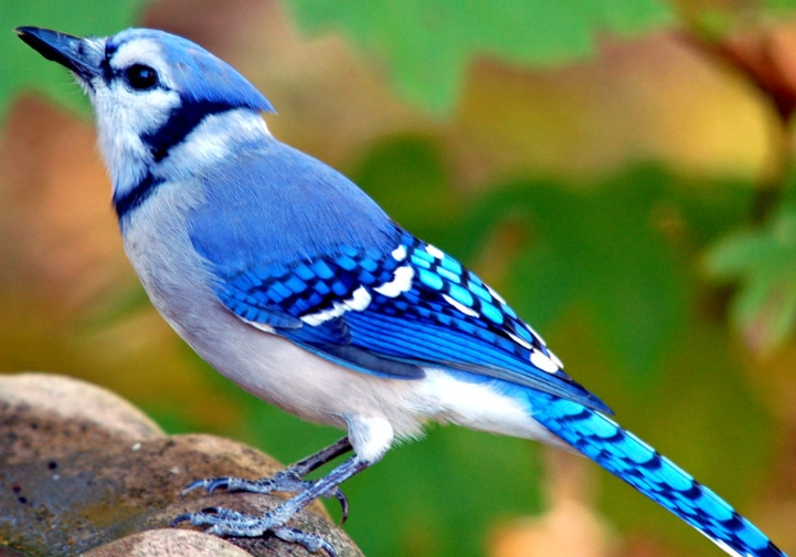 why are blue jays blue