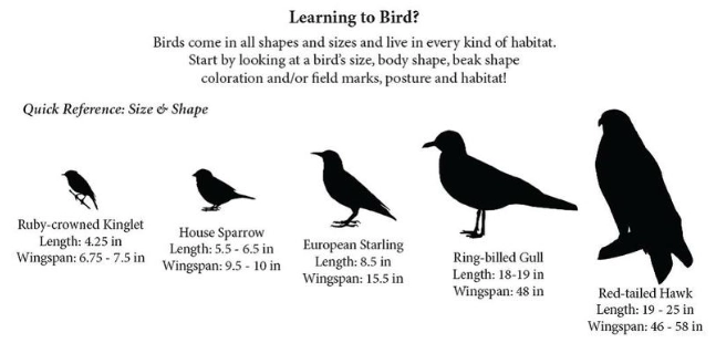 identifying birds by body shape identifying birds by body shape