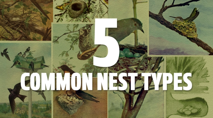 types of bird nests