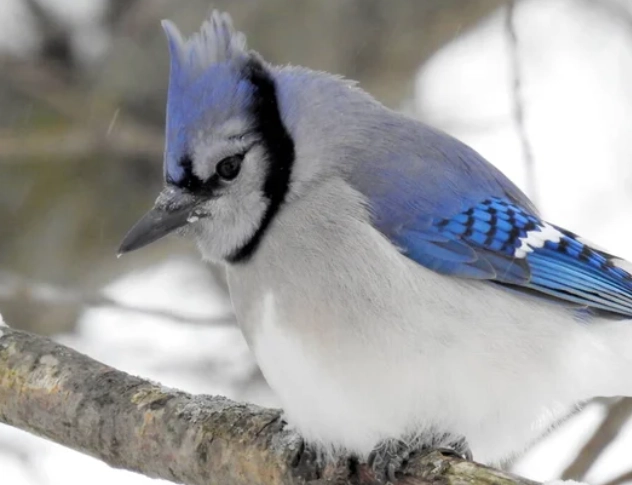 blue jay behavior blue jay behavior