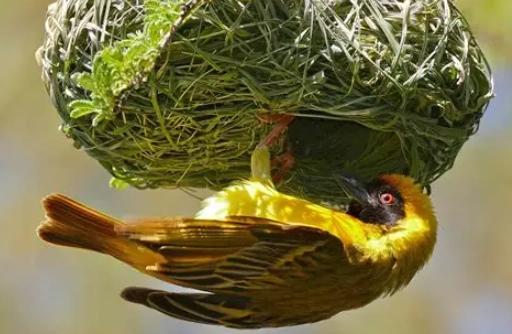 how to identify birds by nest