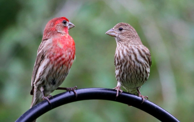 house finch spiritual meaning