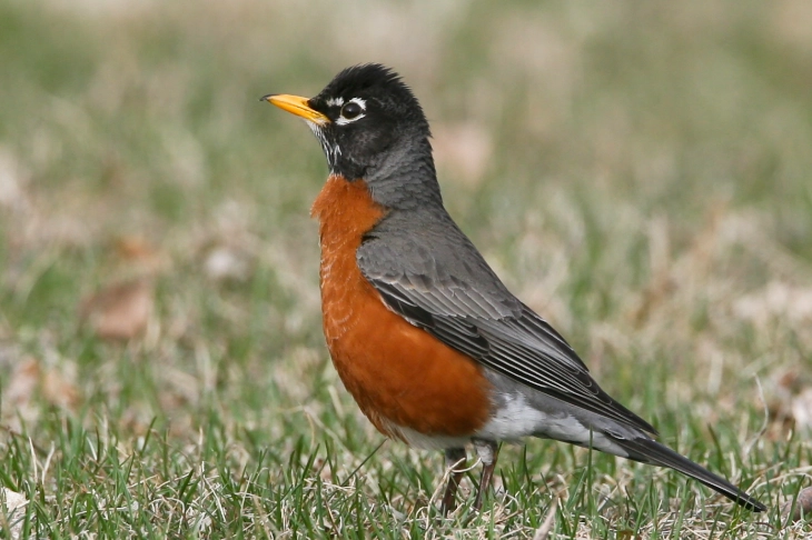 American Robin common bird