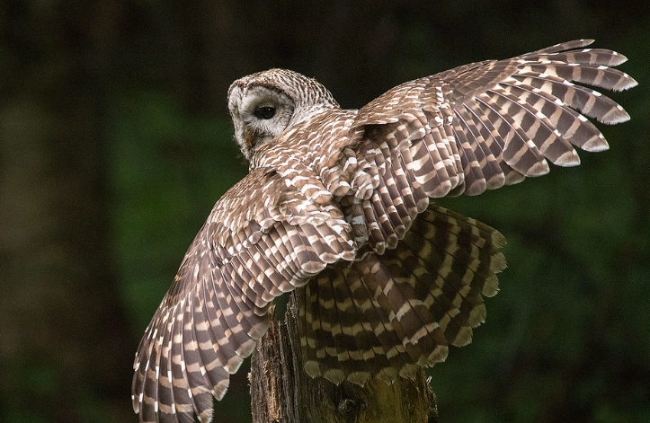 Barred owl feather