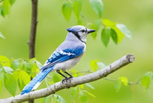 blue jay aggression blue jay aggression