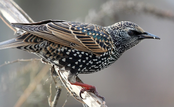 winter birding guide