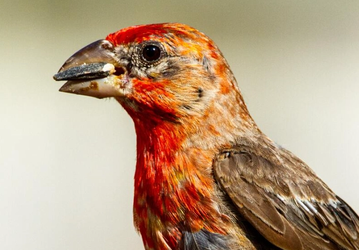 house finch symbolism