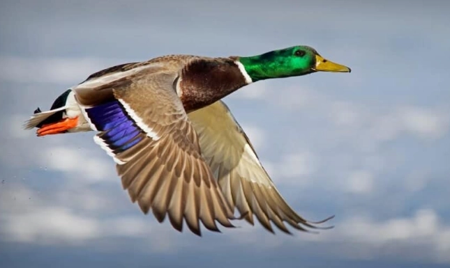 types of ducks types of ducks