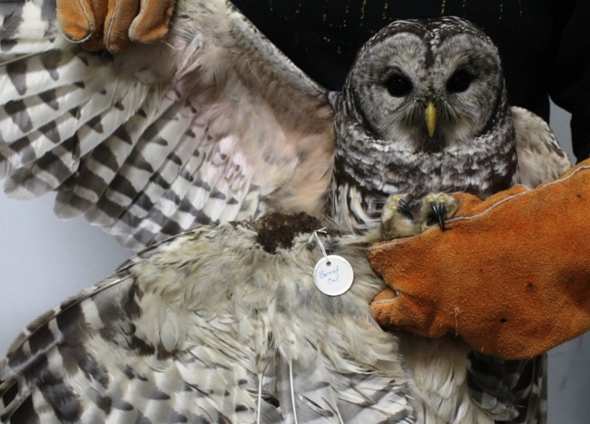 is it illegal to have a barred owl feather is it illegal to have a barred owl feather