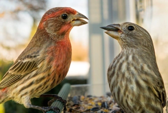 House Finch Purple Finch comparison
