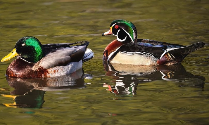 mallard vs duck mallard vs duck