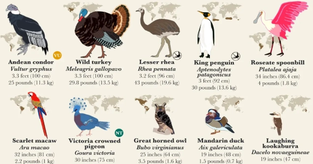 bird silhouette identification bird silhouette identification