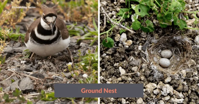 types of bird nests