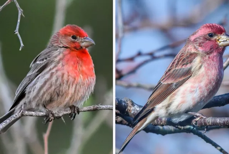 Purple Finch vs House Finch difference