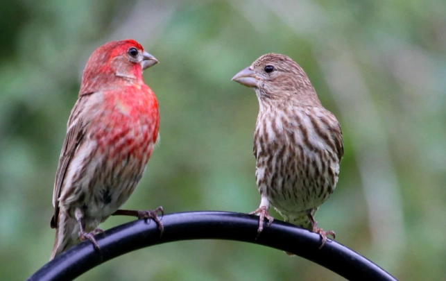 Female House Finch