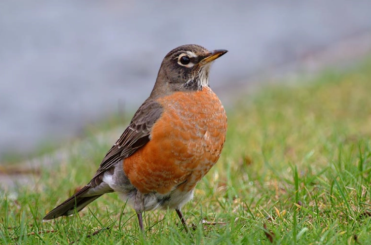 American Robin rarity