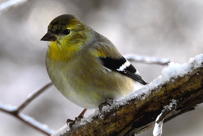 winter birding guide