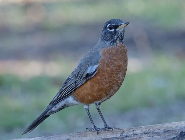 Is the American Robin rare?