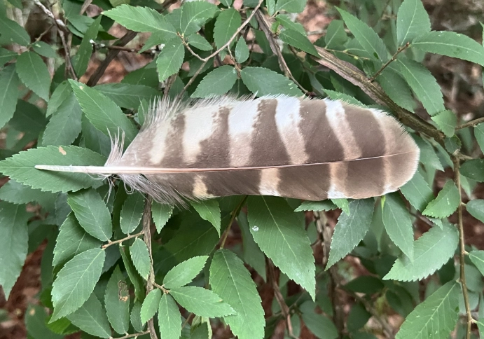 barred owl feather meaning barred owl feather meaning