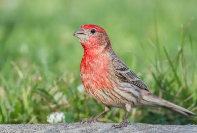 What does it mean when you see a house finch?