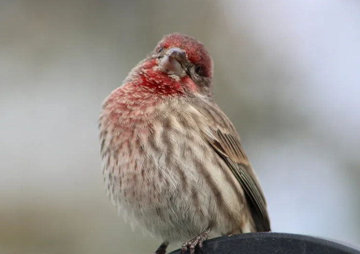house finch meaning