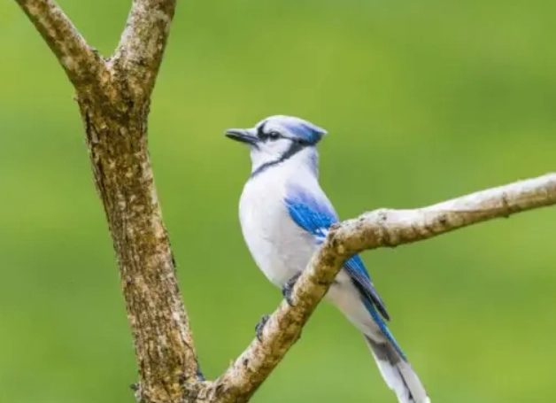 blue jay bird behavior blue jay bird behavior