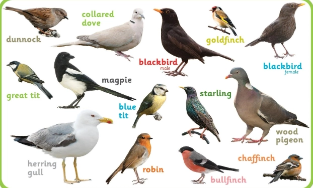 bird silhouette identification bird silhouette identification