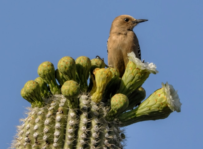 desert birdwatching Arizona
