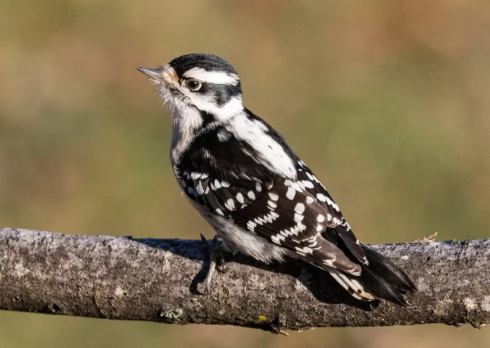 downy woodpecker male vs female