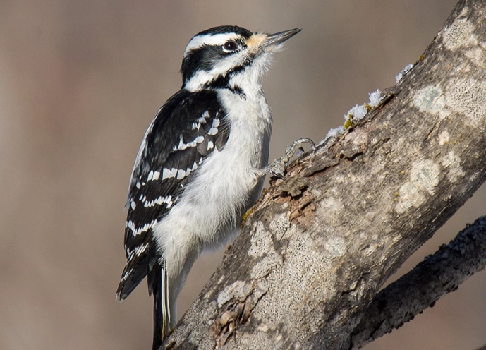Hairy Woodpecker vs Downy Woodpecker