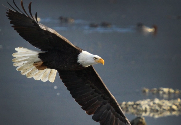 bald eagle interesting facts