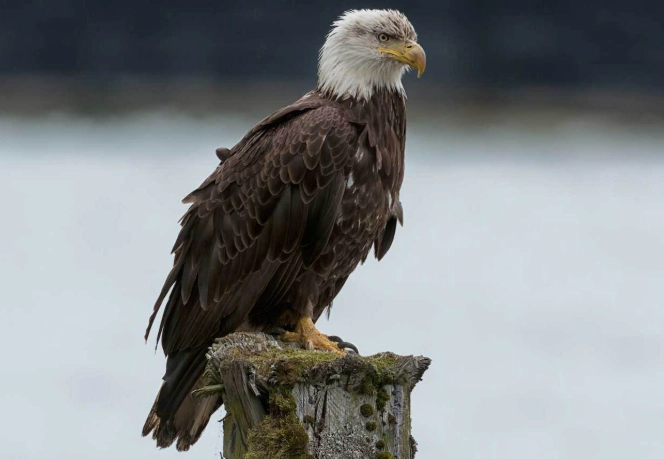 American bald eagle