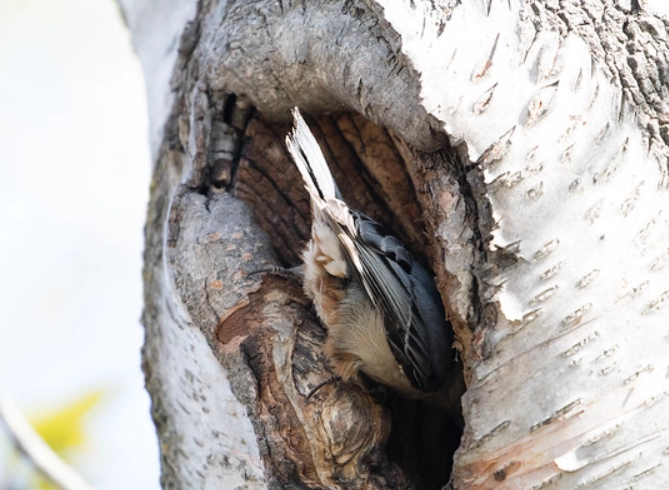 Where do White-breasted Nuthatches nest