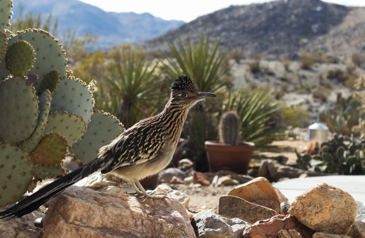 birds of the Sonoran Desert