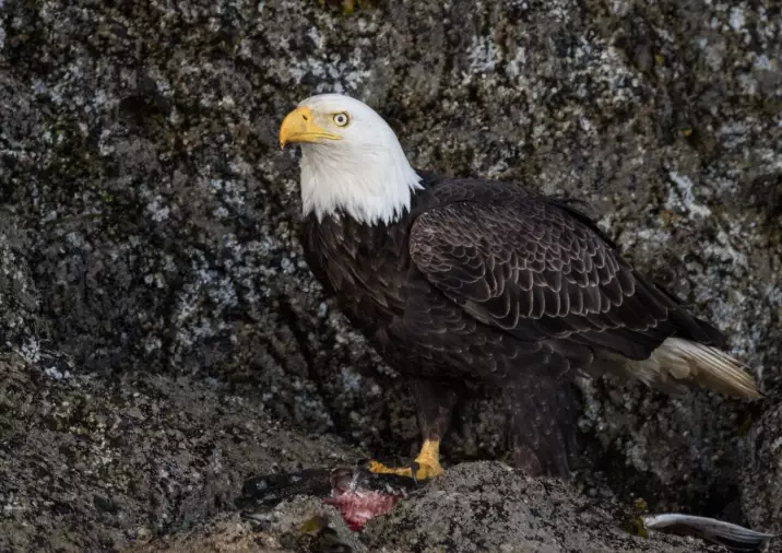 bald eagle facts