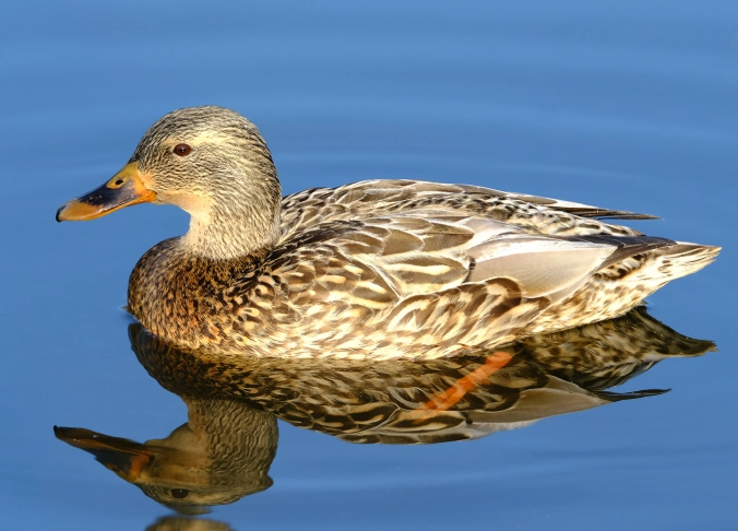 female mallard identification