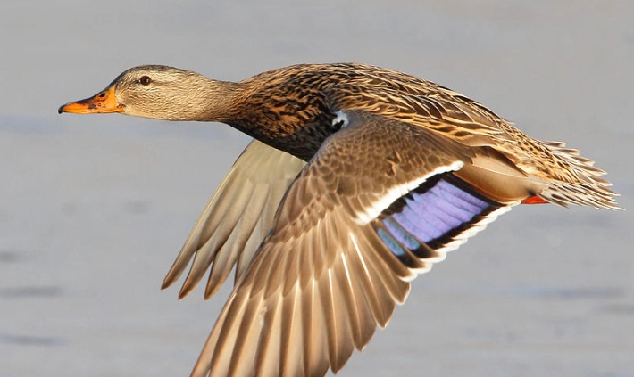 mallard duck behavior