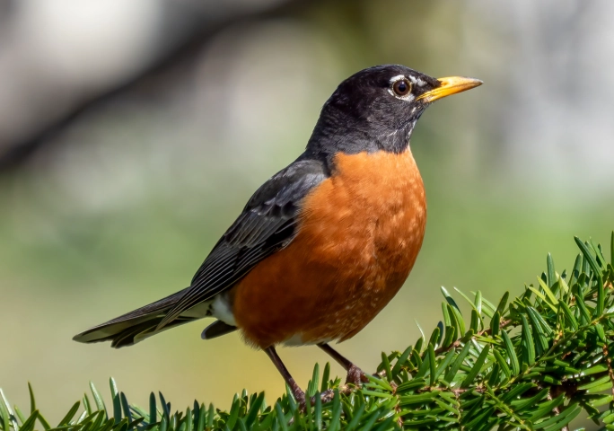 What does it mean when you see an American Robin?