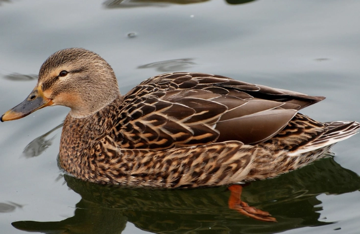 female mallard vs male
