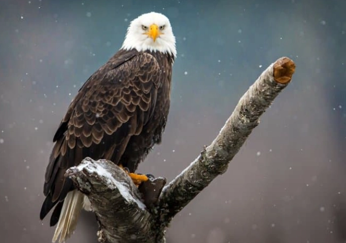 American bald eagle