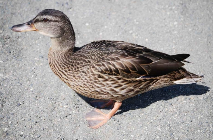 female mallard identification