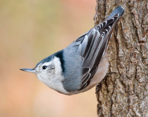 White-breasted Nuthatch nest box plans