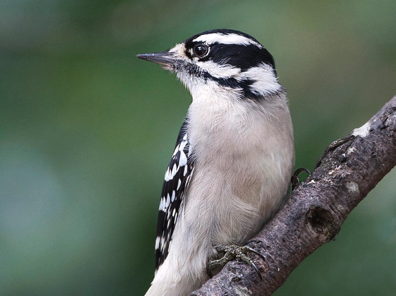 downy woodpecker female behavior