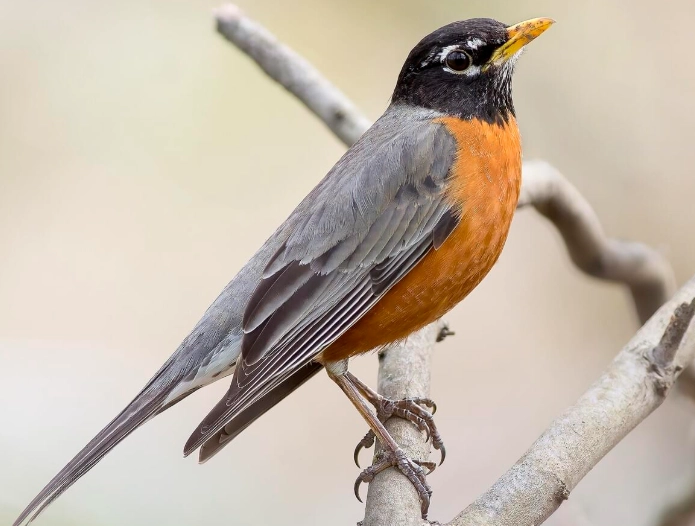 American Robin symbolism