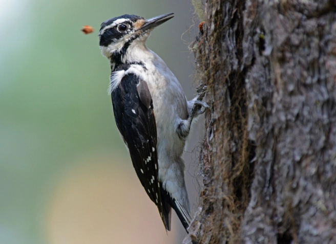 Hairy Woodpecker identification